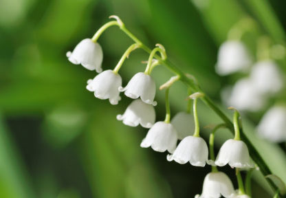 Springtime’s lily of the valley