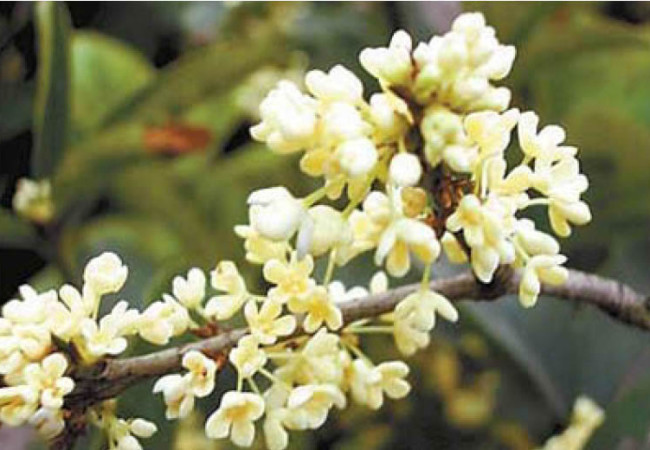 what is osmanthus?