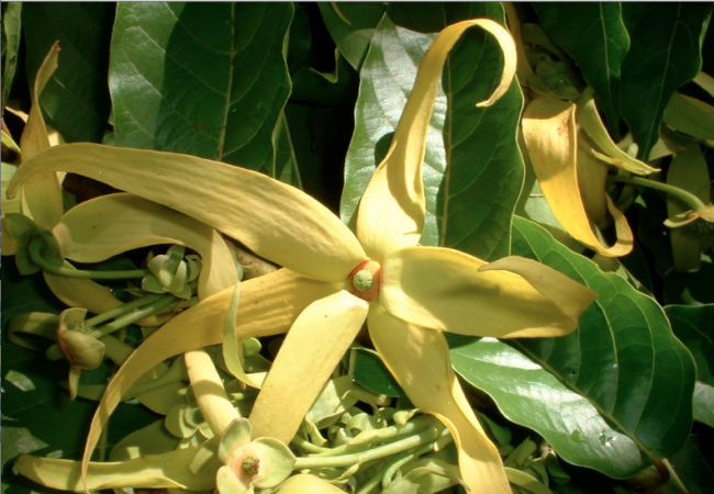 What is Ylang-ylang, (n) ē-ˌläŋ-ˈē-ˌläŋ