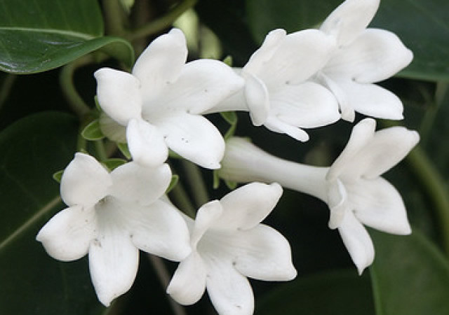 Perfume by the numbers: 15,000 jasmine blooms