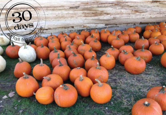 The fragrance of pumpkin in the fall