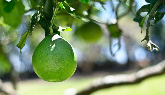 What is pomelo?