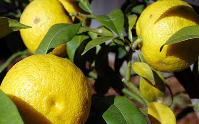 What is yuzu?