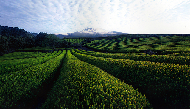 The power of green tea in perfume and beauty