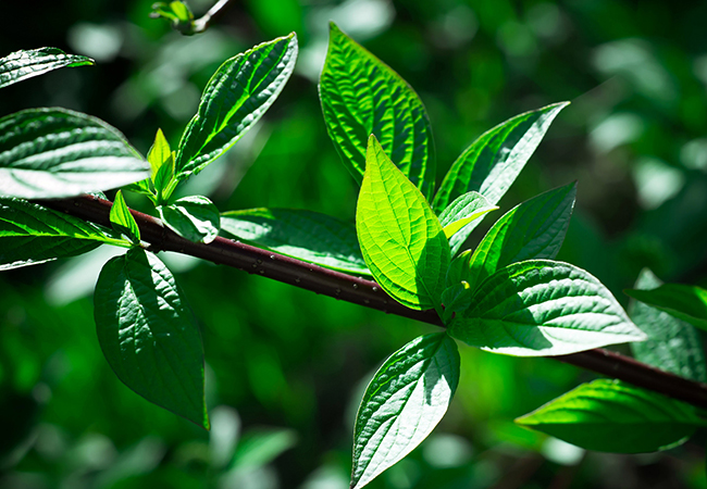 Harness the scent of mint to wake you up