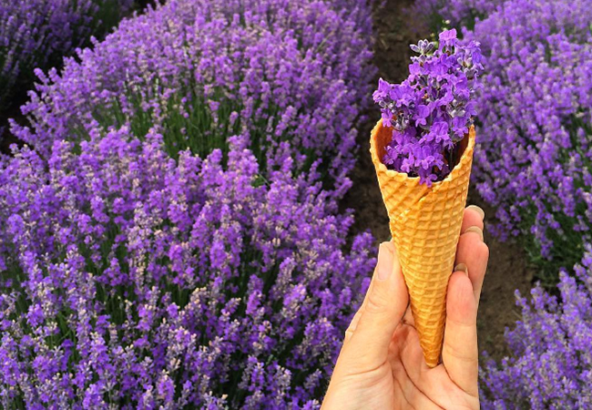 Perfume trend: Sweet lavender fragrances